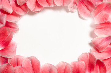 Composition from petals. Pink tulip petals are arranged in a circle. top view, place for text.