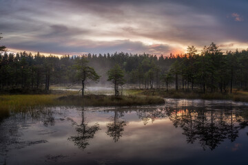 Fototapeta na wymiar Mystical swamp with pine trees on red Sunrise.