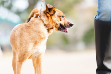 晴れた日に公園を散歩する犬