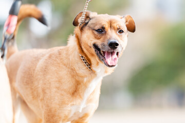 晴れた日に公園を散歩する犬