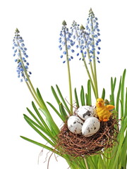 Easter eggs and nest with grape hyacinth.