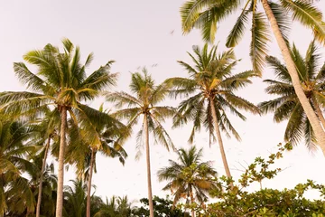 Nahaufnahmeaufnahme von schönen Palmen auf einer Insel © Michel Egloff2/Wirestock