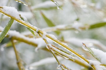 Bambus vereist