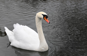 A white swan swims slowly across a dark body of water