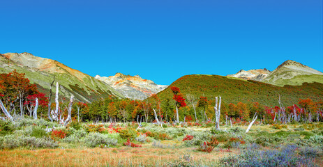 Panoramic view over magical colorful valley with austral forests, peatbogs, dead trees, glacial...