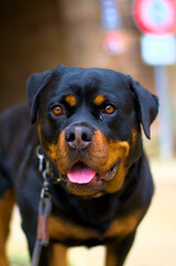 Rottweiler "Paula" hat was interessantes gesehen