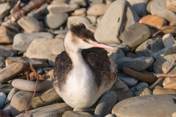 Obraz premium Great crested grebe on the seashore close up
