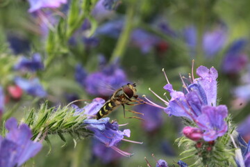 Petite abeille, Philanthe apivore en vol