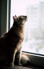 cute cat sitting by the window and looking up