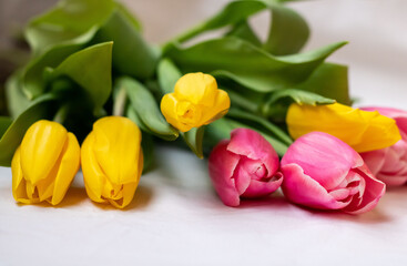 Yellow and pink tulips with green leaves on a white background