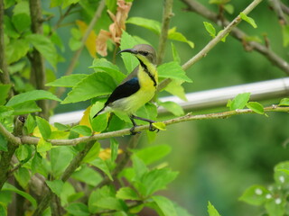 bird on a branch of a tree
