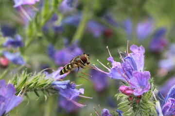 Petite abeille, Philanthe apivore en vol