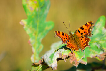 beautiful orange butterfly Polygonia c-album on oak leaf. Butterfly comma Polygony sitting on a leaf in the midday sun with a blurred background. europe, autumn, close-up.