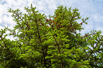 Fototapeta premium Green spruce with young cones.