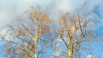 Birches against blue sky with clouds in cold weather