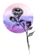 Burdock branch hand drawn. Medical plant.Greater burdock.Honey herb, Agrimony Wild plant thistle, bloodthirsty. Inflorescence, flowers.burdock or arctium.Watercolor colorful spot, place for text. Logo