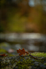 Autumnal Leaf