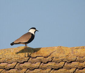 The spur lapwing