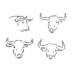 bulls vector, hand draw sketch. bull, vector sketch illustration