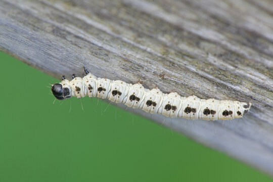 Caterpillar of bird-cherry ermine, Yponomeuta evonymella