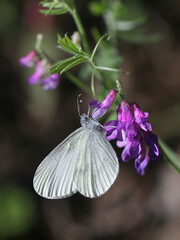 Wood White, Leptidea sinapis, feeding on Tufted Vetch 