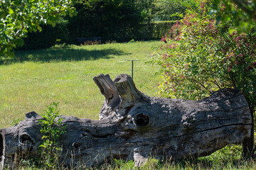 Fototapeta na wymiar vieux tronc d'arbre mort dans un parc