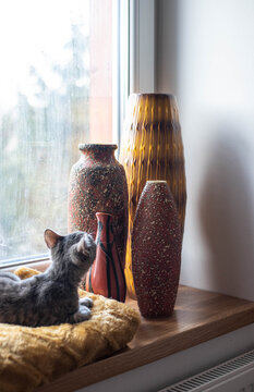 Cat sits on a soft blanket in the window sill and watch the decoration, mid century modern ceramic vases