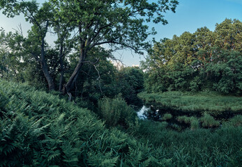 Trees and river in the forest