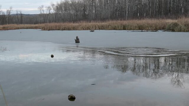 A beaver surfaces in an icy pond with autumn reeds in the background.  The beaver slaps it&rsquo;s tail creating a splash and disappears into the water.

