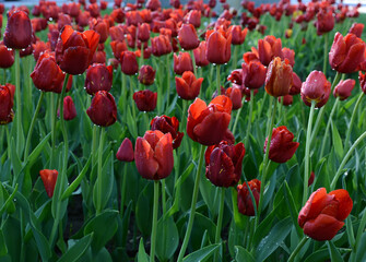 Fototapeta premium red tulips in the flowerbed very beautiful gift for mother's day on March 8 very nice