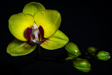 Orchids with black background