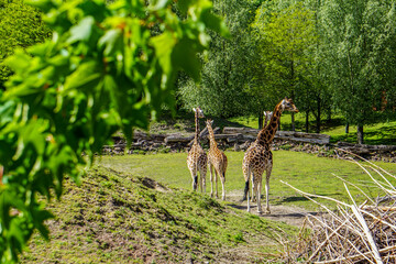 Giraffen