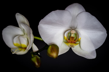 Orchids with black background