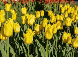 Obraz premium yellow tulips in the flowerbed very beautiful gift for mother's day on March 8 very nice