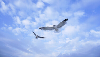 Seagull Images Stock Photo Stock Images Stock Pictures