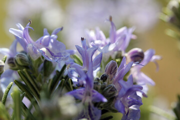 Violette Bl&uuml;ten vom Rosmarin, Makro