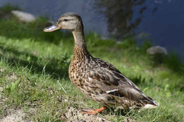 duck in the park