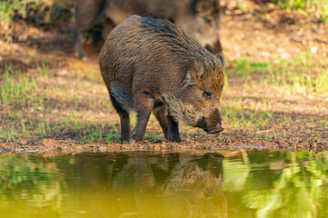 cerdo vietnamitas en el bosque  