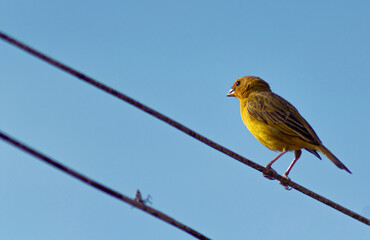 Birds in the florest and blue sky