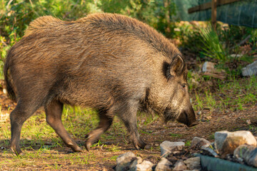 jabalí en el bosque 