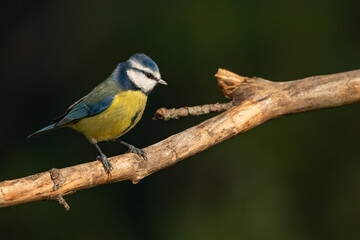 Obraz premium Herrerillo común en la rama de un árbol (Cyanistes caeruleus) Marbella Andalucía España 