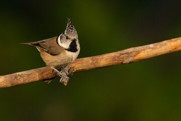  Herrerillo capuchino en la rama de un árbol (Lophophanes cristatus).