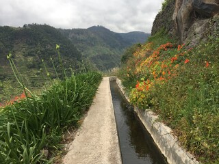 Levada surrounded by flowers