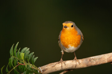 Petirrojo europeo posado en una rama  (Erithacus rubecula)