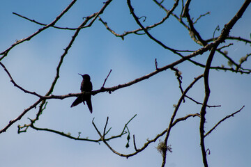 Birds in the florest and blue sky