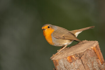 Petirrojo europeo posado en una rama  (Erithacus rubecula)