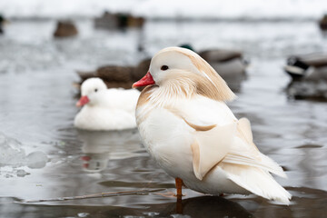 Male mandarin duck albino (Aix galericulata) standing in water of lake in winter and its female...