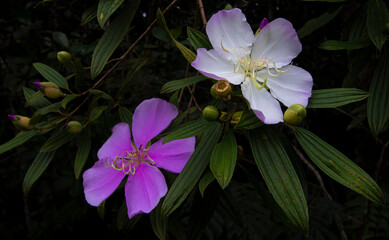 Flower and leaf in the florest
