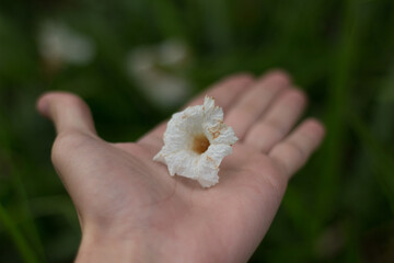 hand holding a flower