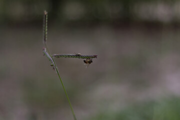 bee on the grass